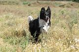 BORDER COLLIE 368
